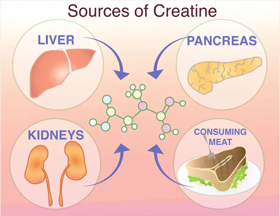 Is creatine vegan friendly?